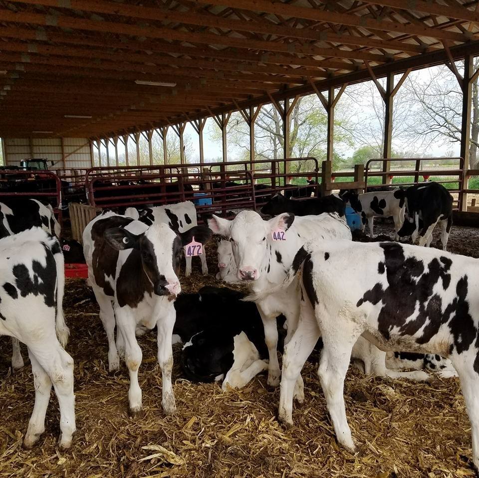 Holstein steers,milking cows, bred heifers, replacement  heifers and calves